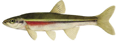 PPeamouth Chub